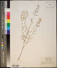 Dicerandra linearifolia image
