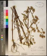 Hyptis alata image
