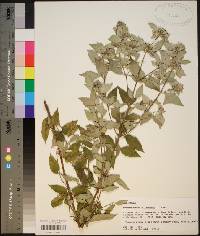 Pycnanthemum albescens image