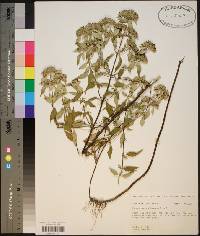 Pycnanthemum albescens image