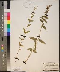 Scutellaria galericulata image