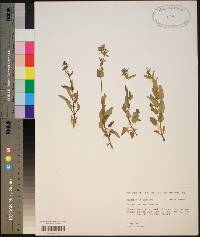 Stachys floridana image