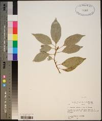 Cinnamomum camphora image