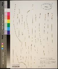 Utricularia juncea image