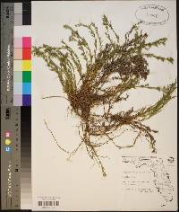 Polypremum procumbens image