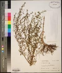 Lythrum curtissii image