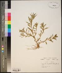 Rotala ramosior image