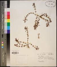 Rotala ramosior image