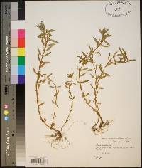 Rotala ramosior image