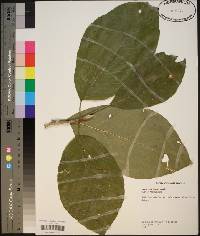 Magnolia acuminata image