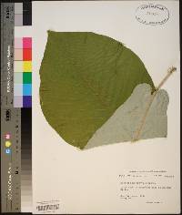 Magnolia macrophylla image