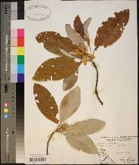 Magnolia virginiana image