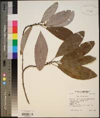 Magnolia virginiana image