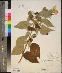 Hibiscus lasiocarpos image