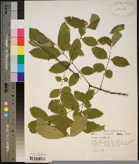 Fraxinus caroliniana image