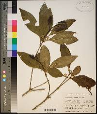 Osmanthus americanus image