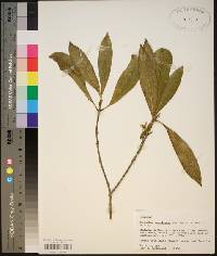 Osmanthus americanus image