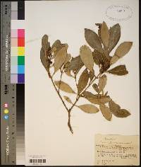 Osmanthus americanus image