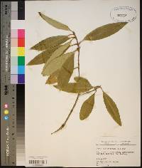 Osmanthus americanus image