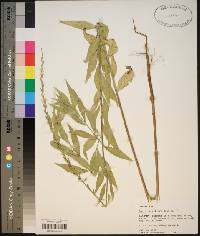 Oenothera curtiflora image