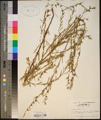 Ludwigia linearis image