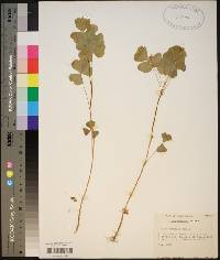 Oxalis grandis image