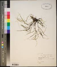 Podostemum ceratophyllum image