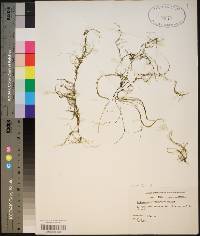 Podostemum ceratophyllum image