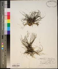 Podostemum ceratophyllum image