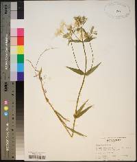 Phlox glaberrima image