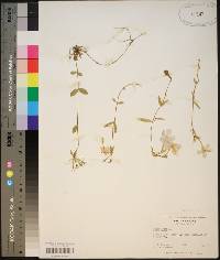 Phlox stolonifera image