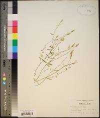 Polygala ambigua image