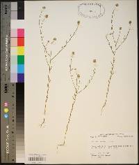 Polygala mariana image