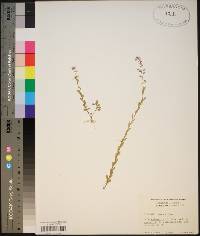 Polygala crenata image