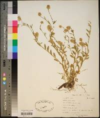 Polygala lutea image