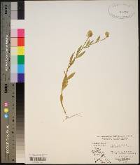 Polygala lutea image