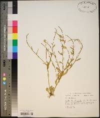 Polygala lutea image