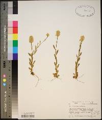 Polygala lutea image