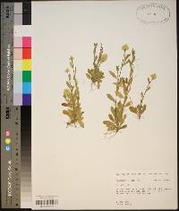 Polygala lutea image