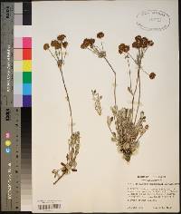 Eriogonum sphaerocephalum image