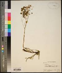 Thalictrum dioicum image