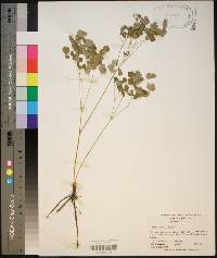 Thalictrum dioicum image