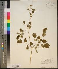 Thalictrum pubescens image