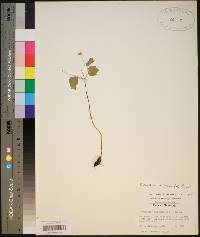 Thalictrum thalictroides image