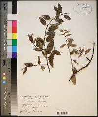 Berchemia scandens image