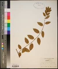 Berchemia scandens image