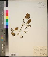 Berchemia scandens image