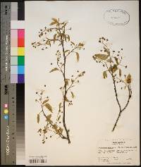 Amelanchier arborea var. laevis image