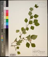 Crataegus opima image