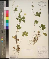 Potentilla indica image